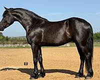 driving-draft-horse