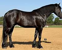 eventing-draft-horse