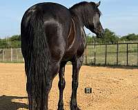 flashy-draft-horse