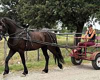 husband-safe-draft-horse