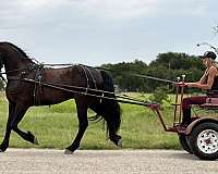 jumping-draft-horse