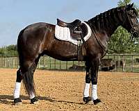 ranch-draft-horse