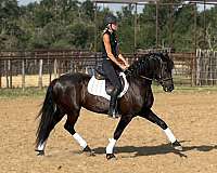 ridden-english-draft-horse