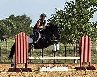 ridden-western-draft-horse