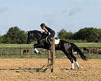show-draft-horse