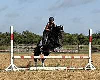 trail-draft-horse
