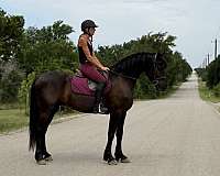 trail-riding-draft-horse