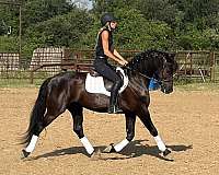 youth-draft-horse