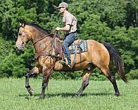 calf-roping-quarter-horse