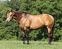 athletic-quarter-horse