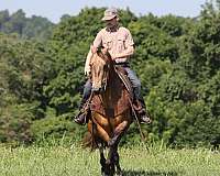 flashy-quarter-horse