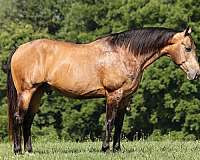 husband-safe-quarter-horse