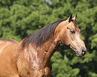 performance-quarter-horse