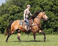 ranch-quarter-horse