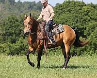 ranch-versatility-quarter-horse