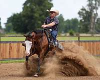 husband-safe-quarter-horse