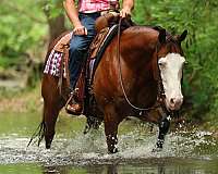 flashy-quarter-horse