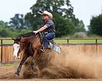 ranch-quarter-horse