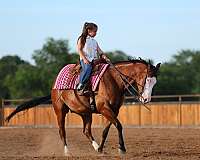reining-quarter-horse