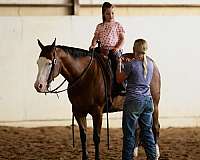 show-quarter-horse
