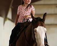 show-hack-quarter-horse