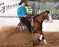 trail-quarter-horse