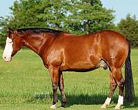 trail-riding-quarter-horse