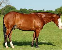 western-riding-quarter-horse