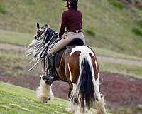 athletic-gypsy-vanner-horse