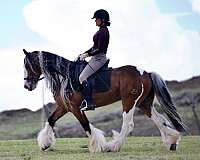 dressage-gypsy-vanner-horse