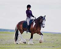 driving-gypsy-vanner-horse