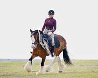 flashy-gypsy-vanner-horse