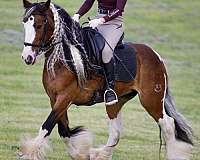 parade-gypsy-vanner-horse