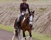 ridden-english-gypsy-vanner-horse