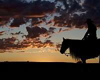 ridden-western-gypsy-vanner-horse