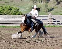 pinto-gypsy-vanner-gelding