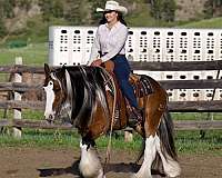 show-gypsy-vanner-horse