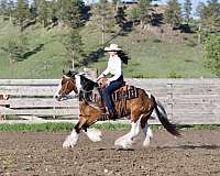 trail-gypsy-vanner-horse