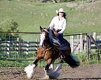 trail-riding-gypsy-vanner-horse
