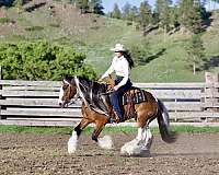 youth-gypsy-vanner-horse