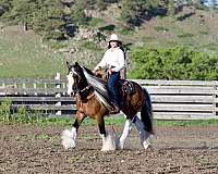 pinto-all-around-horse