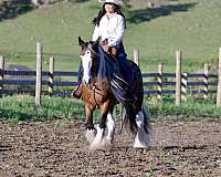 pinto-athletic-horse