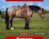 all-around-draft-horse