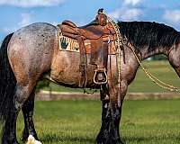 cross-draft-horse
