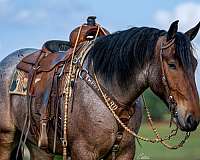 athletic-draft-horse