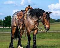 draft-horse