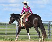 flashy-pinto-horse