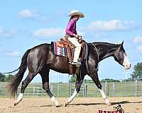 athletic-pinto-horse