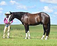 performance-pinto-horse