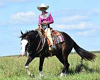 ranch-pinto-horse